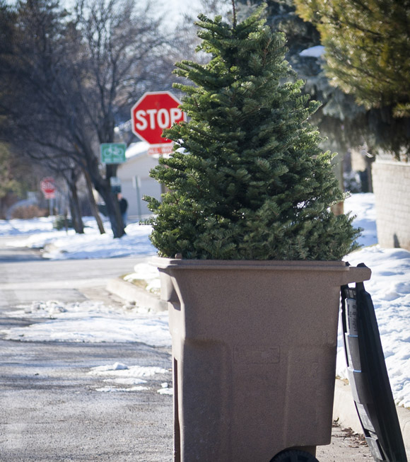 Remove and properly dispose of Christmas trees